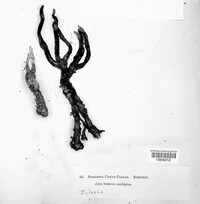 Xylaria cornu-damae image